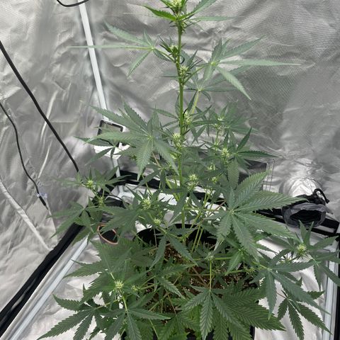 Strawberry Banana Gelato XL Auto growlog timeline photo