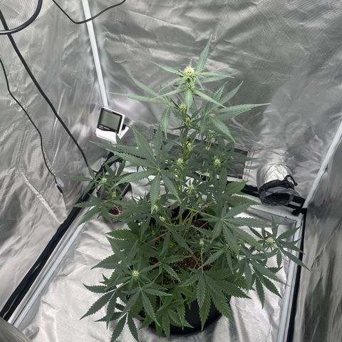 Strawberry Banana Gelato XL Auto growlog timeline photo
