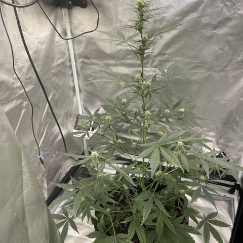 Strawberry Banana Gelato XL Auto growlog timeline photo