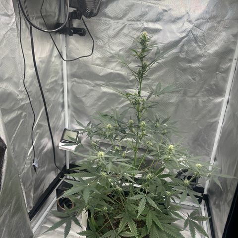 Strawberry Banana Gelato XL Auto growlog timeline photo
