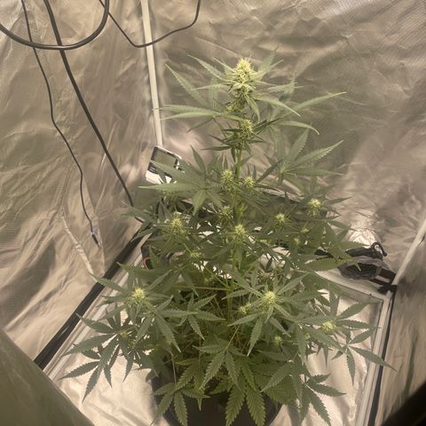 Strawberry Banana Gelato XL Auto growlog timeline photo