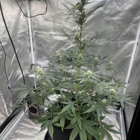 Strawberry Banana Gelato XL Auto growlog timeline photo