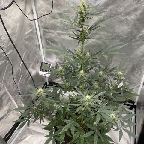 Strawberry Banana Gelato XL Auto growlog timeline photo