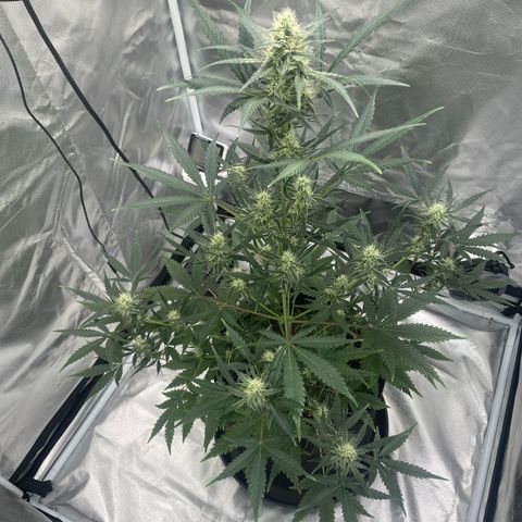 Strawberry Banana Gelato XL Auto growlog timeline photo