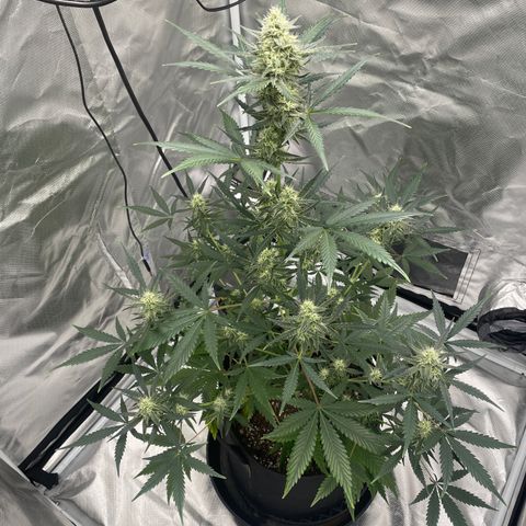 Strawberry Banana Gelato XL Auto growlog timeline photo