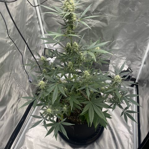 Strawberry Banana Gelato XL Auto growlog timeline photo