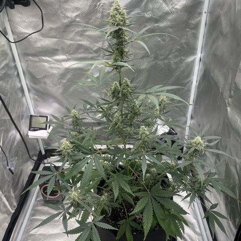 Strawberry Banana Gelato XL Auto growlog timeline photo