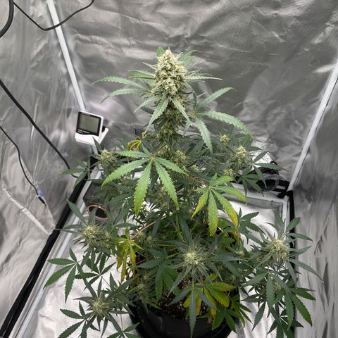 Strawberry Banana Gelato XL Auto growlog timeline photo