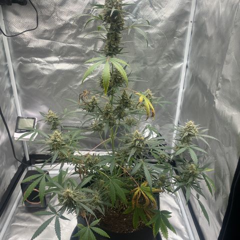 Strawberry Banana Gelato XL Auto growlog timeline photo