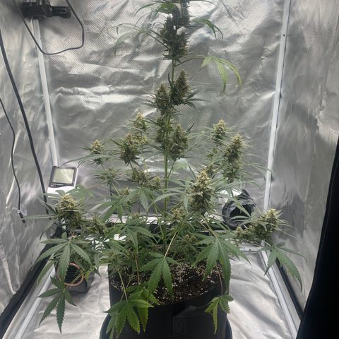 Strawberry Banana Gelato XL Auto growlog timeline photo