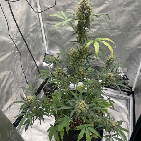 Strawberry Banana Gelato XL Auto growlog timeline photo