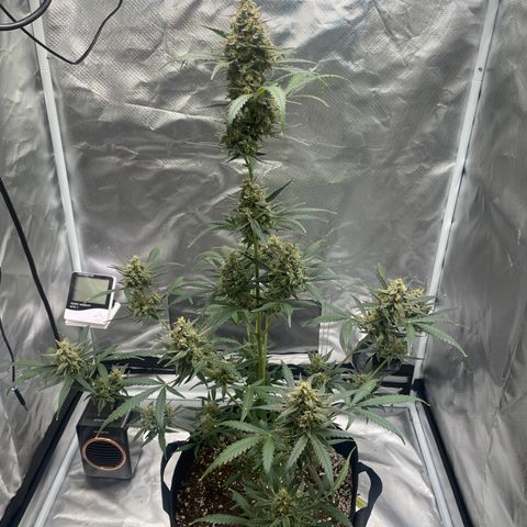 Strawberry Banana Gelato XL Auto growlog timeline photo