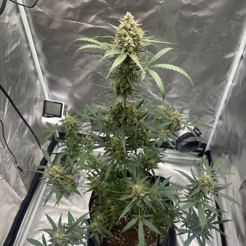 Strawberry Banana Gelato XL Auto growlog timeline photo