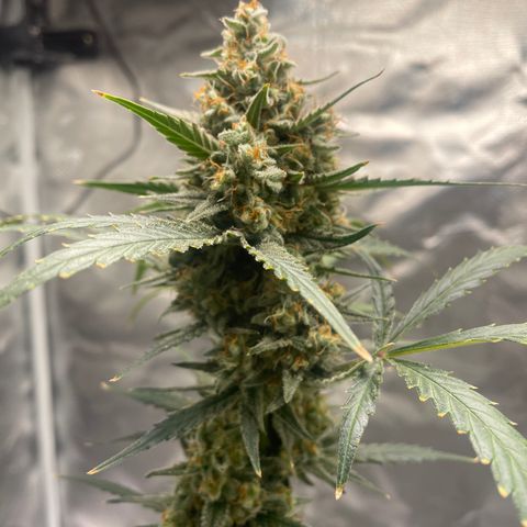 Strawberry Banana Gelato XL Auto growlog timeline photo