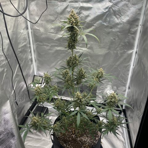 Strawberry Banana Gelato XL Auto growlog timeline photo