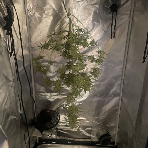 Strawberry Banana Gelato XL Auto growlog timeline photo