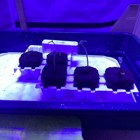 Polar Gelato growlog photo: All seeds sprouted will transplant to final pot soon