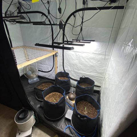 Polar Gelato growlog photo: Transplanted to final pot 