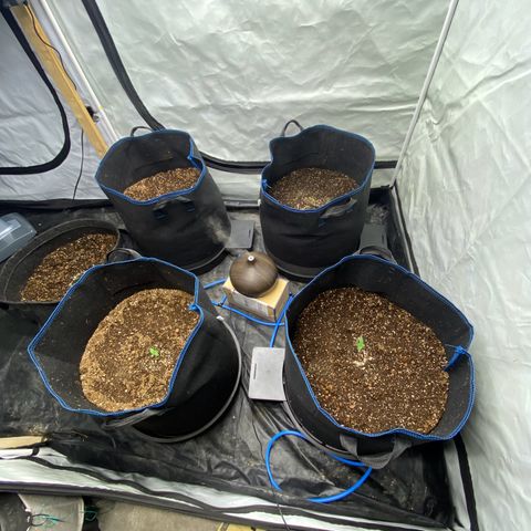 Polar Gelato growlog photo: Transplanted to final pot 