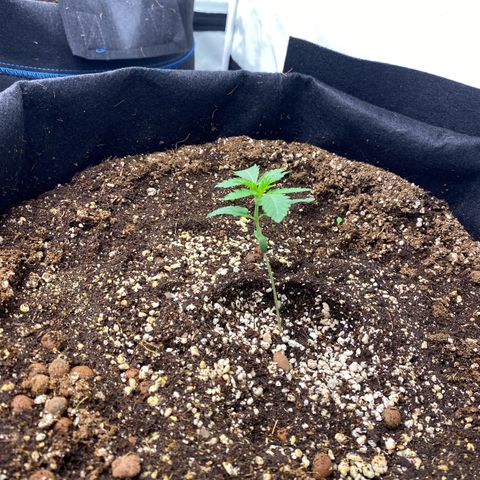 Polar Gelato growlog photo: Growing slow. Might have stunted a little due to transplant 