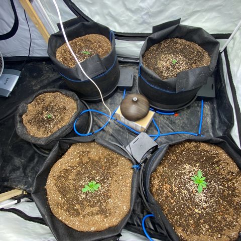 Polar Gelato growlog photo: Growing slow. Might have stunted a little due to transplant 