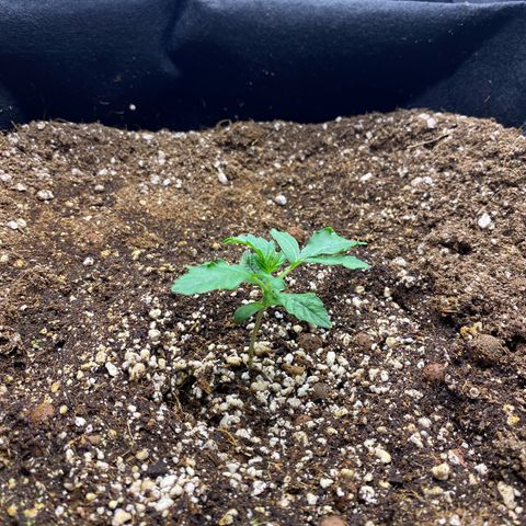 Polar Gelato growlog photo: Growing slow. Might have stunted a little due to transplant 
