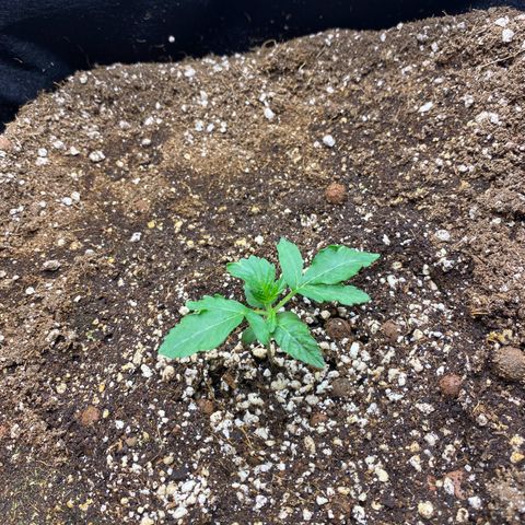 Polar Gelato growlog photo: Growing slow. Might have stunted a little due to transplant 