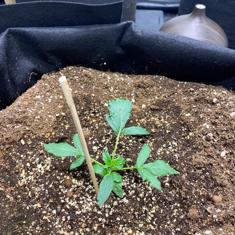 Polar Gelato growlog photo: Turned on auto pots only water ph 5.8