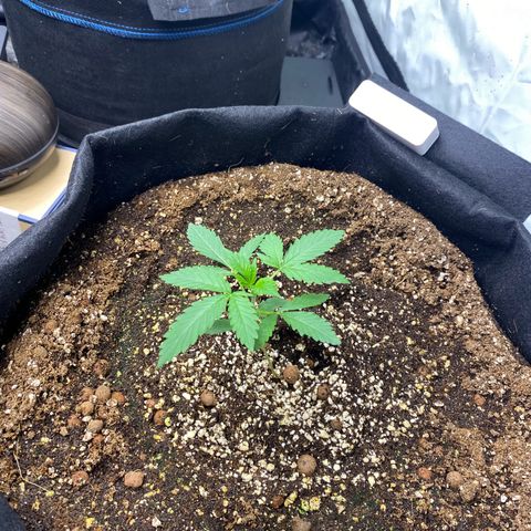 Polar Gelato growlog photo: Turned on auto pots only water ph 5.8