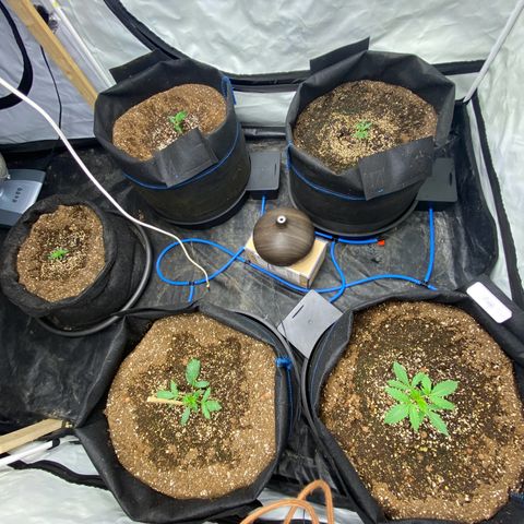 Polar Gelato growlog photo: Turned on auto pots only water ph 5.8