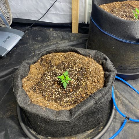 Polar Gelato growlog photo: Started lst. 