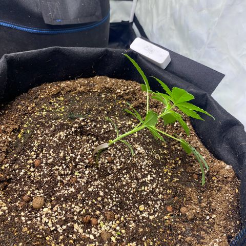 Polar Gelato growlog photo: Started lst. 