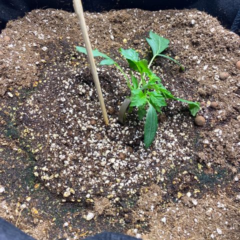 Polar Gelato growlog photo: Started lst. 