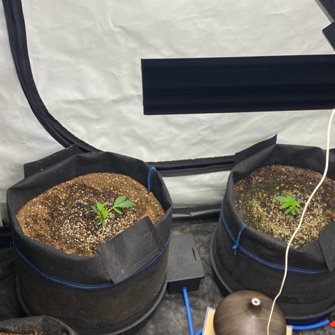 Polar Gelato growlog photo: Started lst. 