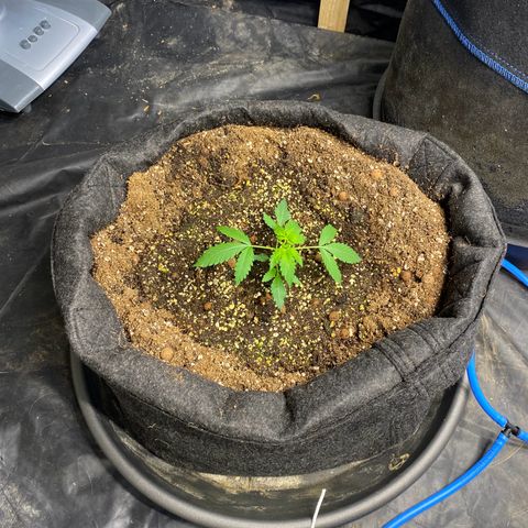 Polar Gelato growlog timeline photo