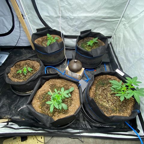 Polar Gelato growlog timeline photo