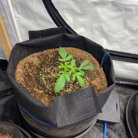 Polar Gelato growlog timeline photo