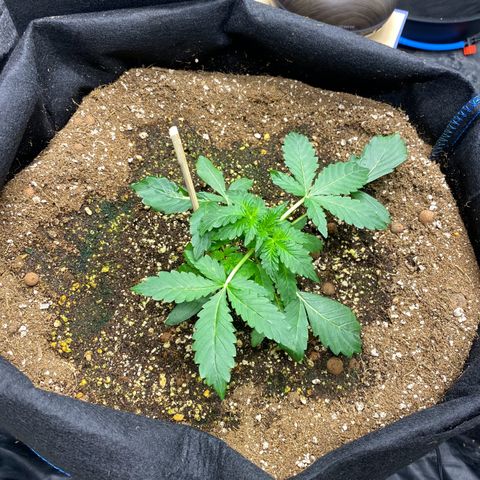 Polar Gelato growlog timeline photo