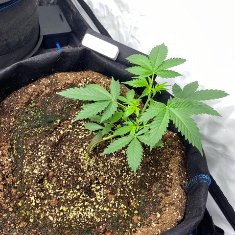 Polar Gelato growlog timeline photo