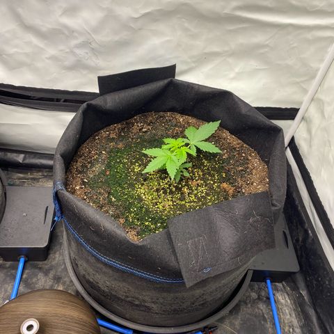 Polar Gelato growlog timeline photo