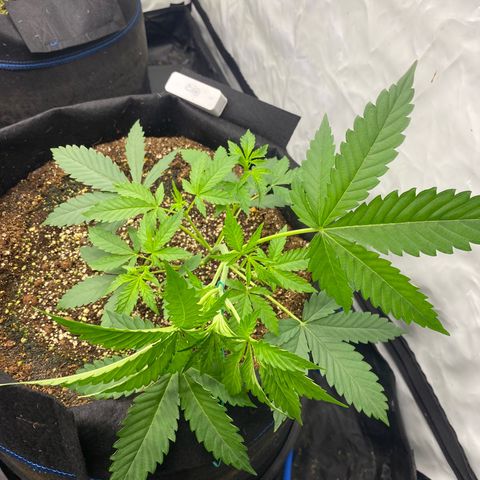 Polar Gelato growlog photo: Auto pots seem to be working as water deceased. Added nutrients for first time in system. 1.0EC and 5.8PH