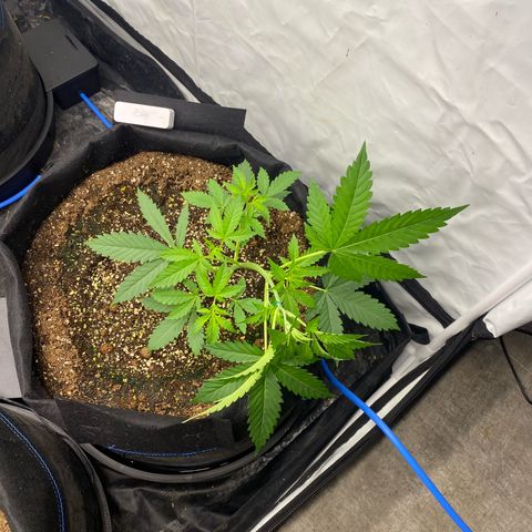 Polar Gelato growlog photo: Auto pots seem to be working as water deceased. Added nutrients for first time in system. 1.0EC and 5.8PH