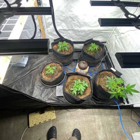 Polar Gelato growlog photo: Auto pots seem to be working as water deceased. Added nutrients for first time in system. 1.0EC and 5.8PH