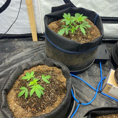 Polar Gelato growlog photo: Auto pots seem to be working as water deceased. Added nutrients for first time in system. 1.0EC and 5.8PH