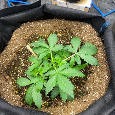 Polar Gelato growlog photo: Auto pots seem to be working as water deceased. Added nutrients for first time in system. 1.0EC and 5.8PH