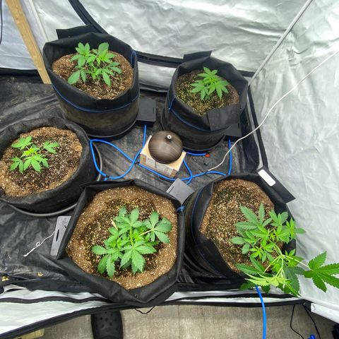Polar Gelato growlog photo: Auto pots seem to be working as water deceased. Added nutrients for first time in system. 1.0EC and 5.8PH