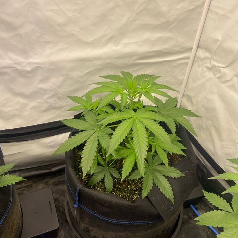 Polar Gelato growlog timeline photo