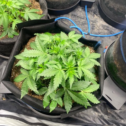 Polar Gelato growlog timeline photo
