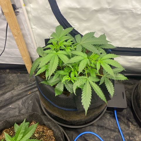 Polar Gelato growlog timeline photo