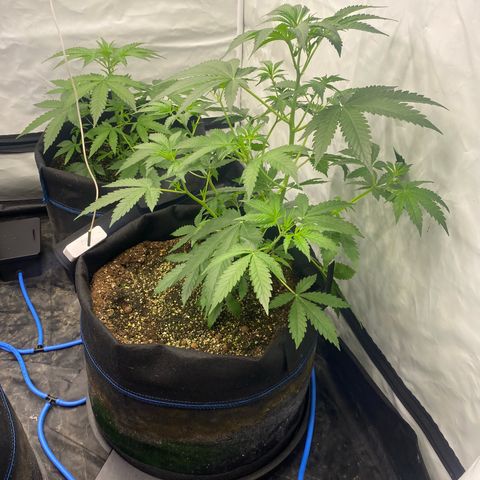 Polar Gelato growlog timeline photo